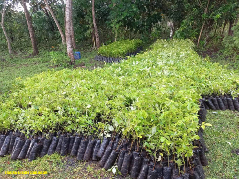 forestal